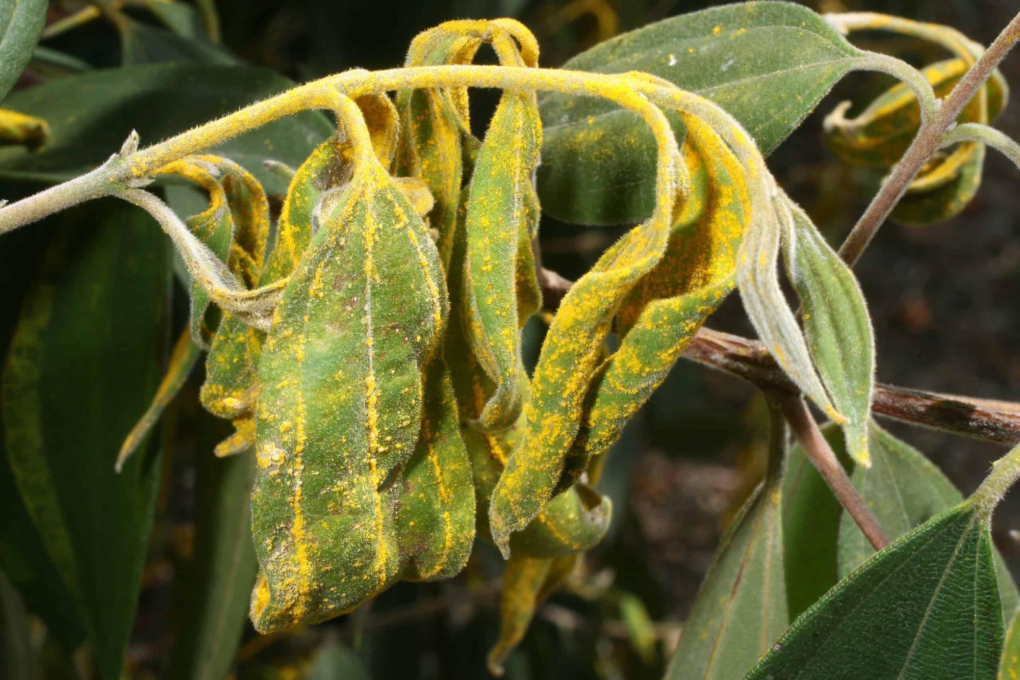 Austropuccinia psidii (Μύκητας των Μυρτίδων).jpg